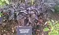 Capsicum annuum Count Dracula