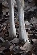 Padded hooves of a deer
