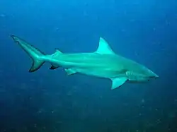 Bull shark