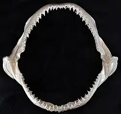 Jaws