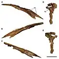 Nasal and lacrimal of C. saharicus