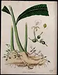 Cardamom plant (Elettaria cardamomum)