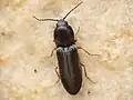 Cardiophorus rufipes, Italy