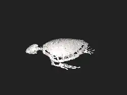 3d model of the skeleton