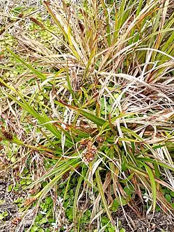 A sedge bush