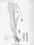 Botanical illustration
