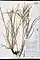 Carex intumescens, greater bladder sedge, Sevastopol