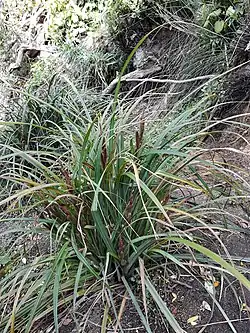 A sedge bush