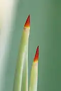 thorn of Caribbean agave at early stages