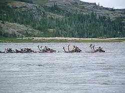 Caribou crossing Leaf River