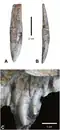 Teeth