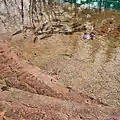 Common Carp, Goldfish and Koi are kept in the garden's pond.
