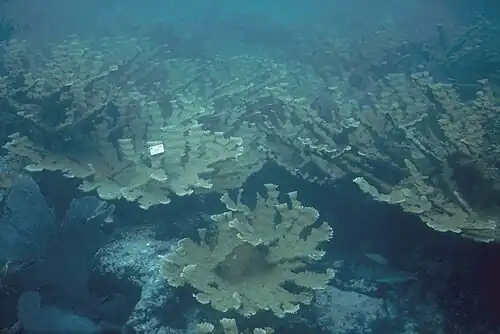 Acropora palmata at Carysfort Reef prior to the 1970s. Photo by Phil Dustan.
