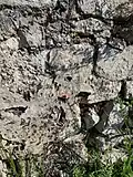 Detail of one of the fresco traces.