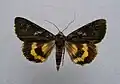 Catocala antinympha sweetfern underwing