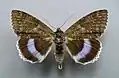 Catocala fraxini blue underwing type species of Hemigeometra