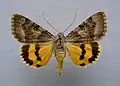 Catocala neonympha