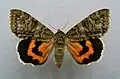 Catocala nupta red underwing type species of Catocala