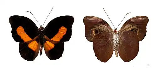 Male