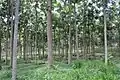 Eight-year-old seedling-planted Toona ciliata, Campo Belo, southeast Brazil