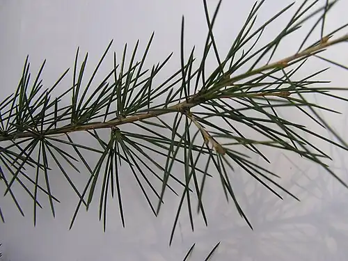 Close-up of leaves