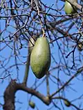 Fruit