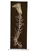 Cenocrinus asterius