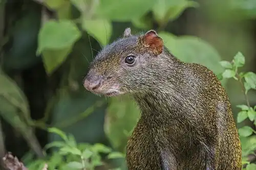 in Ecuador