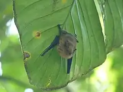 Brown bat