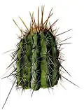 Illustration by Mary Emily Eaton in The Cactaceae Vol II