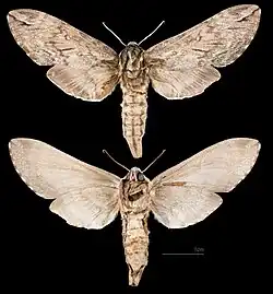 ♀ △