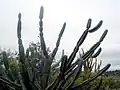 Plant growing wild in Argentina