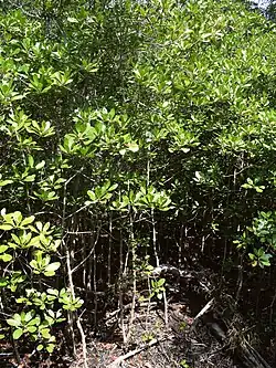 Growth habit
