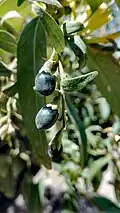 Black fruit