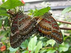 Cethosia hypsea