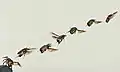 Flight pattern