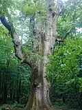 sentinel oak
