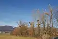 Storks at Altreu