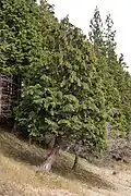 Tanzawa Mountains, Japan
