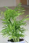 As a houseplant