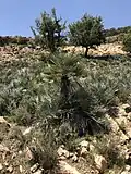 Chamaerops humilis var. argentea in the High Atlas Mountains
