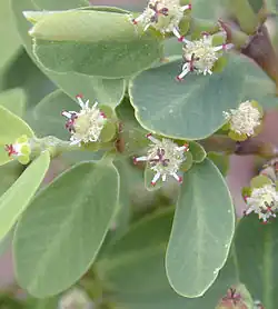 Euphorbia celastroides