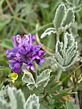 Wildflowers, Jun 2018