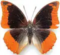 C. p. azota male from Kenya