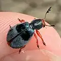 Chariessa vestita, Texas
