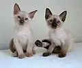Chocolate mink and black point kittens