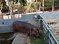 Hippopotamus
