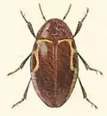 Chelonarium ornatum