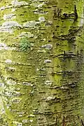 Bark