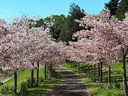 Cherry grove in flower at the Domain, near Grafton Road.